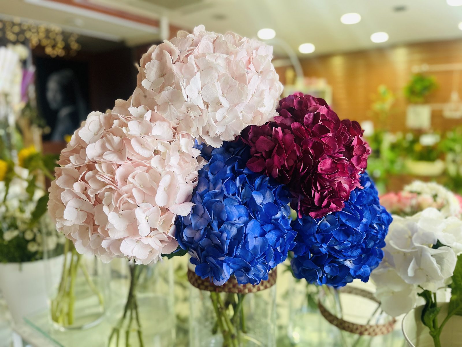 Hortensias rose pâle, bleus et bordeaux