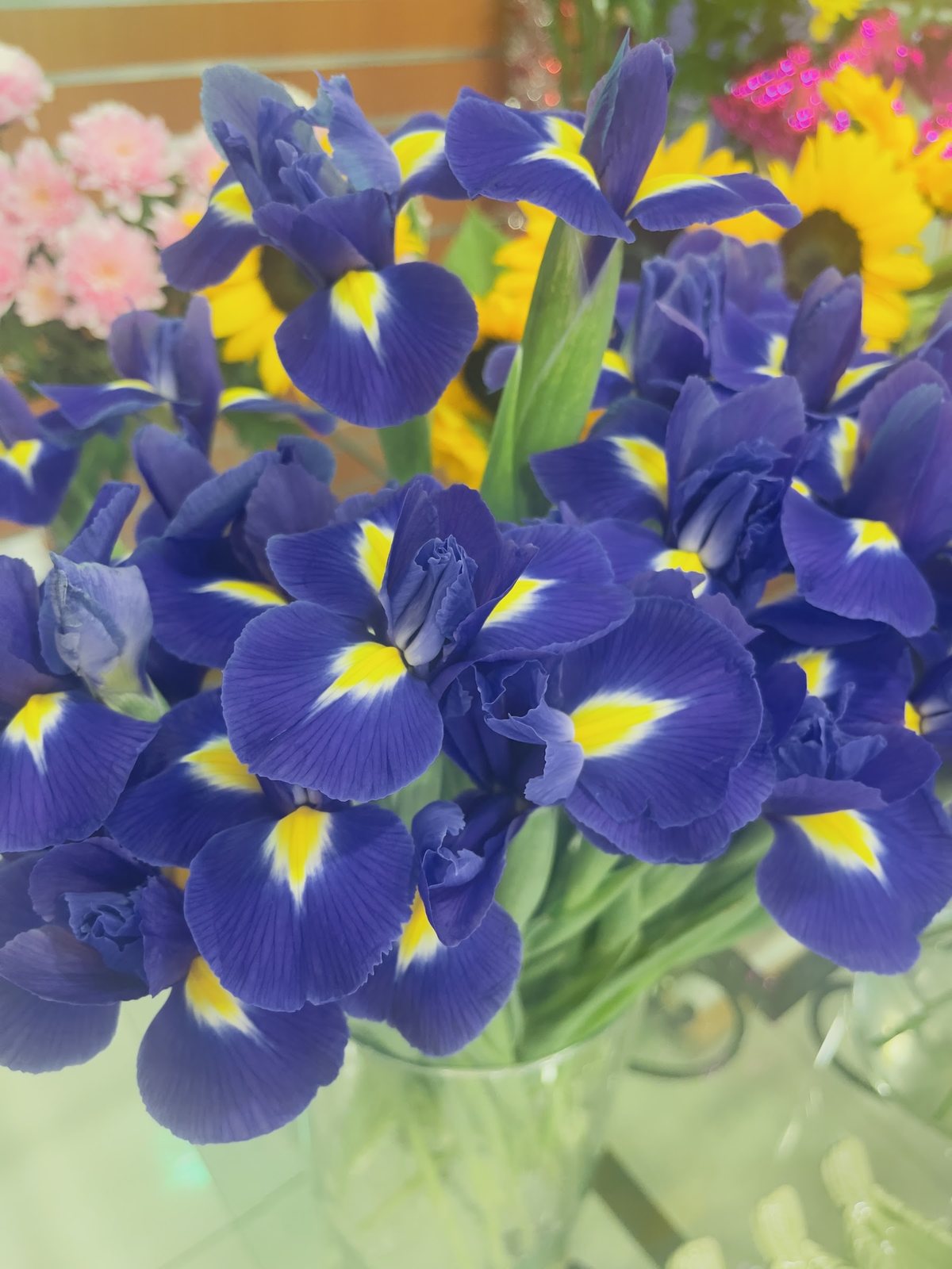 Iris bleus