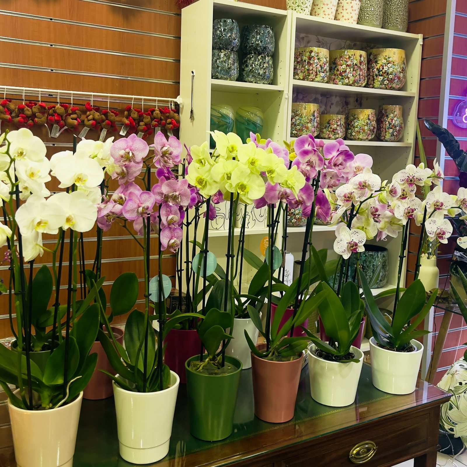 Orchidées blanches, roses et jaunes en pot